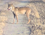 Canis Lupus Pallipes 6