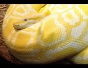 Cobra Amarela 2
