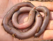 Cuidar da Minhocuçu 1