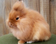 Mini Coelho Lion Head 5