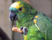 Papagaio Verde Comendo 1