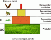 Pirâmides Ecológicas 3
