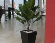 Plantas Ornamentais Para Decoração 5
