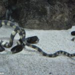 Serpente Gigante da Família Hydrophis Cyanocintus