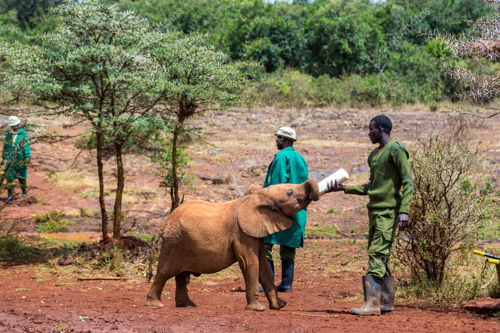 Elefante da Savana: Características, Alimentação e Fotos
