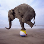 Elefante Usando Habilidade Para se Equilibrar em Uma Bola