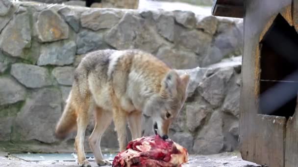 Coyote se Alimentando