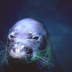 Foto da Foca Monge das Caraíbas