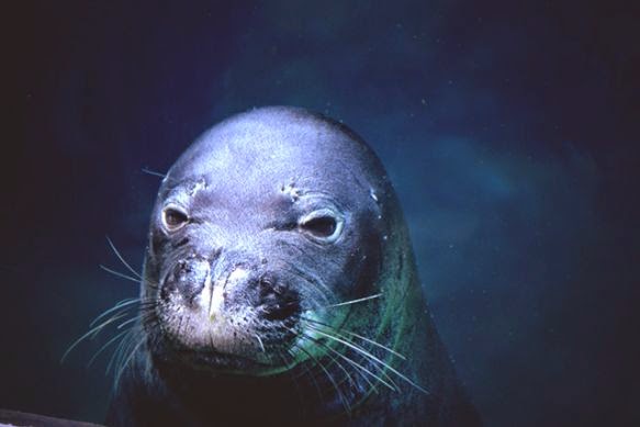 Foto da Foca Monge das Caraíbas