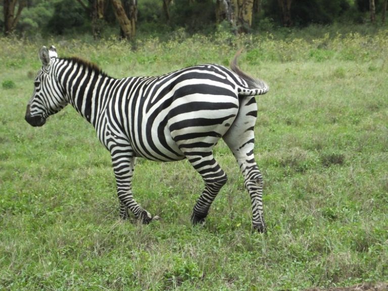Habitat da Zebra de Chapman