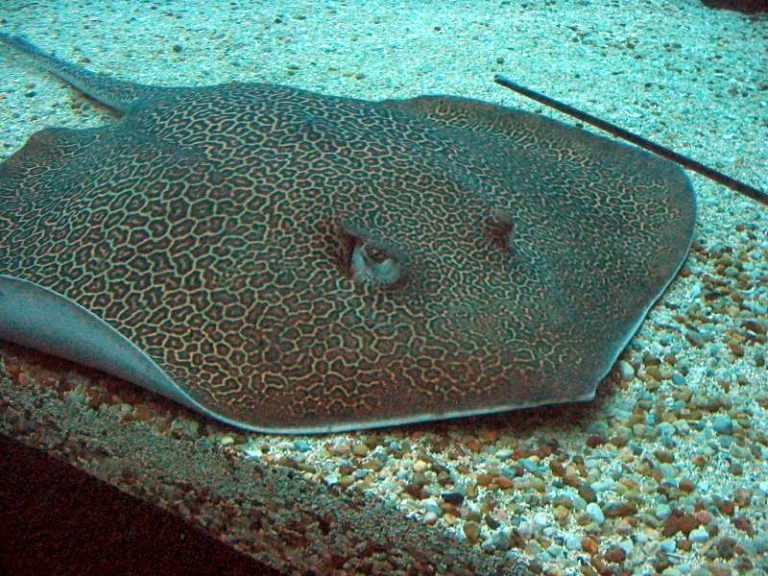 Himantura Undulata