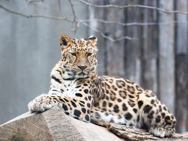 Leopardo de Amur