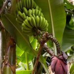 Musa Acuminata