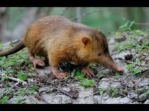 Solenodon cubanus