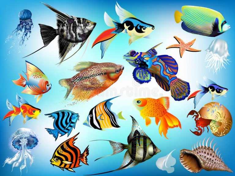 Animais Marinhos