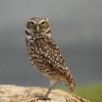 Coruja-Buraqueira
