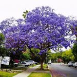 Jacaranda