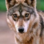 Lobo Indiano