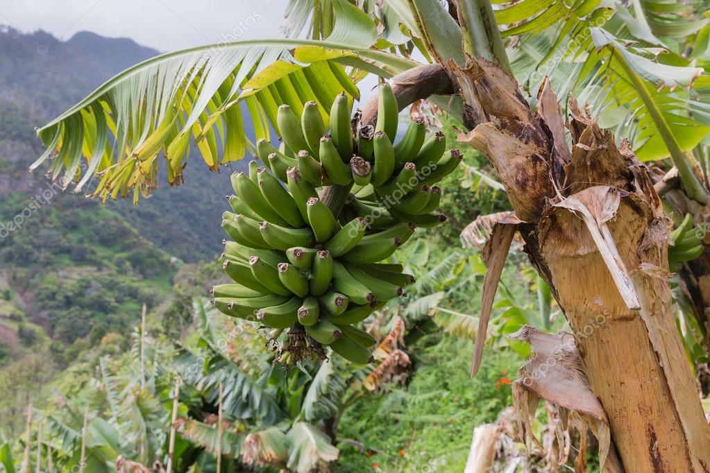 Árvores Frutíferas Para Solo Argiloso