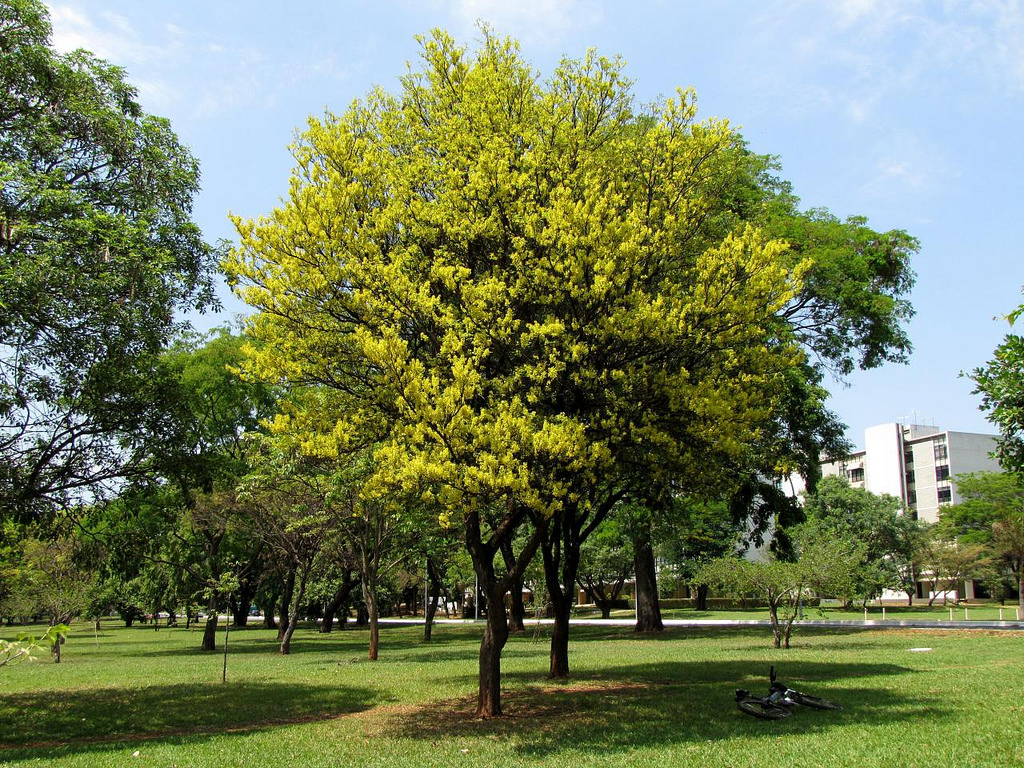 Árvores Em Extinção No Brasil