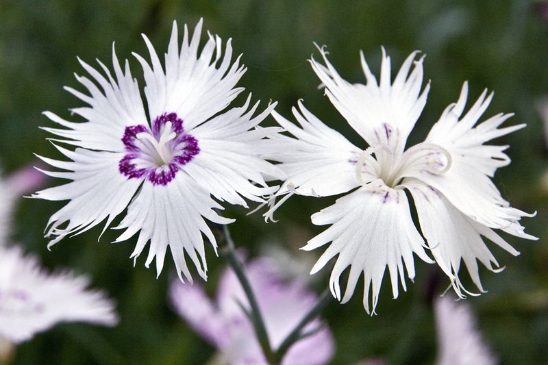 Dianthus Barbatus Cravina Fotos