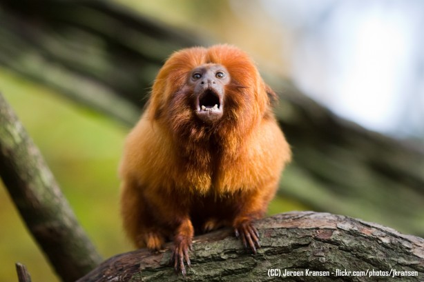 Animais Em Extinção No Mato Grosso