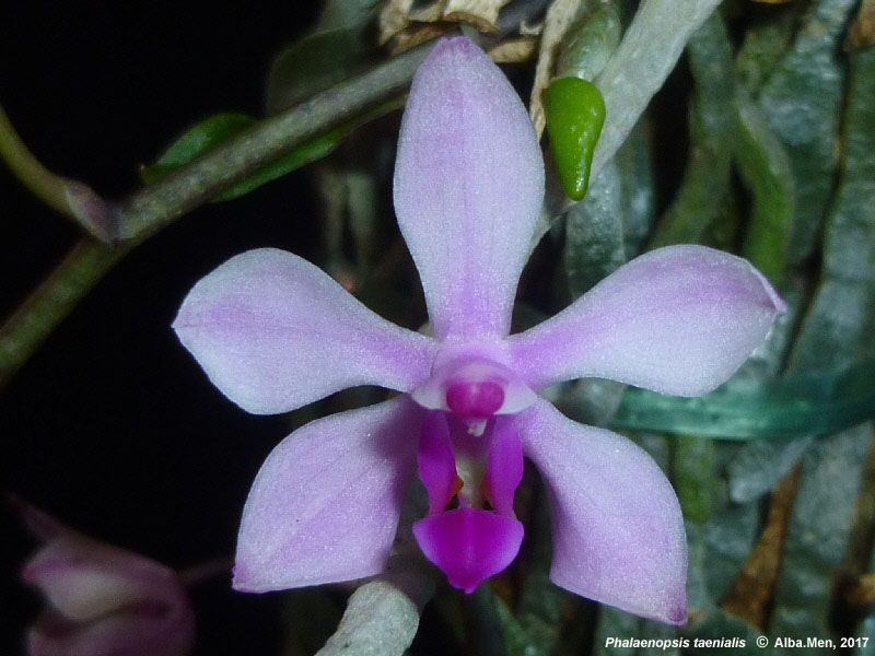 Tipos De Orquídeas E Espécies Representativas