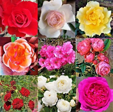 Tipos de Rosas e Espécies Representativas