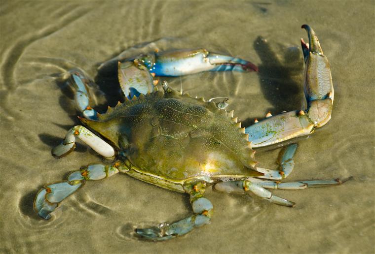 Maior Caranguejo Do Brasil, Qual É?