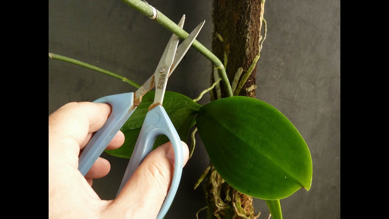 O Que Fazer Quando a Haste da Orquídea Quebrou?