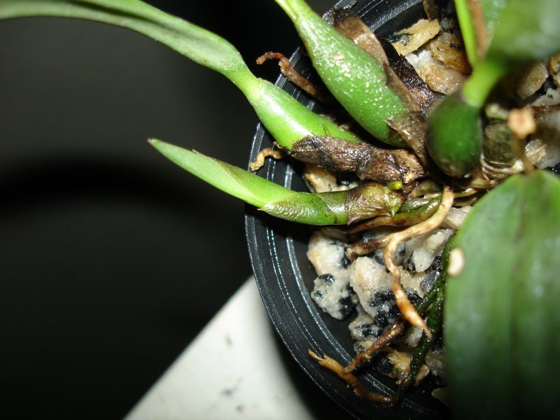 Pseudobulbo Orquídea: O Que São? Elas Têm?