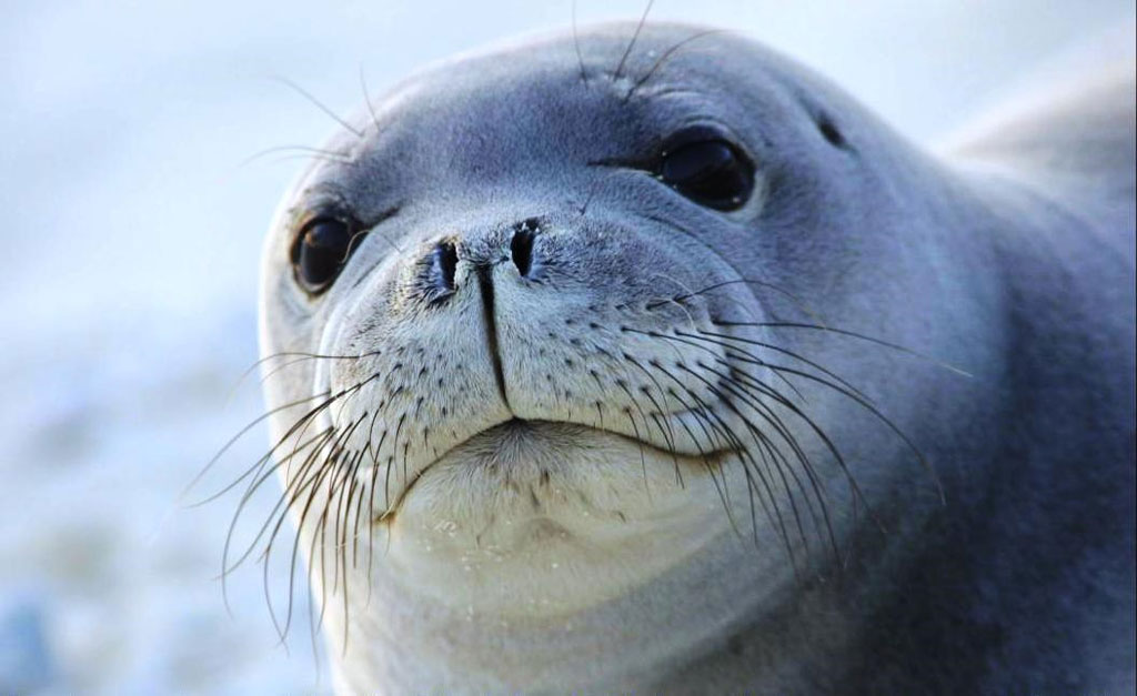 Qual É A Cor Da Foca?