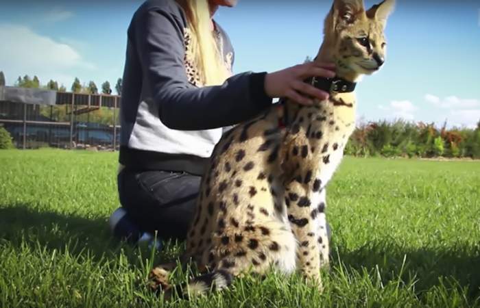 Diferença Entre Serval E Gato Savannah