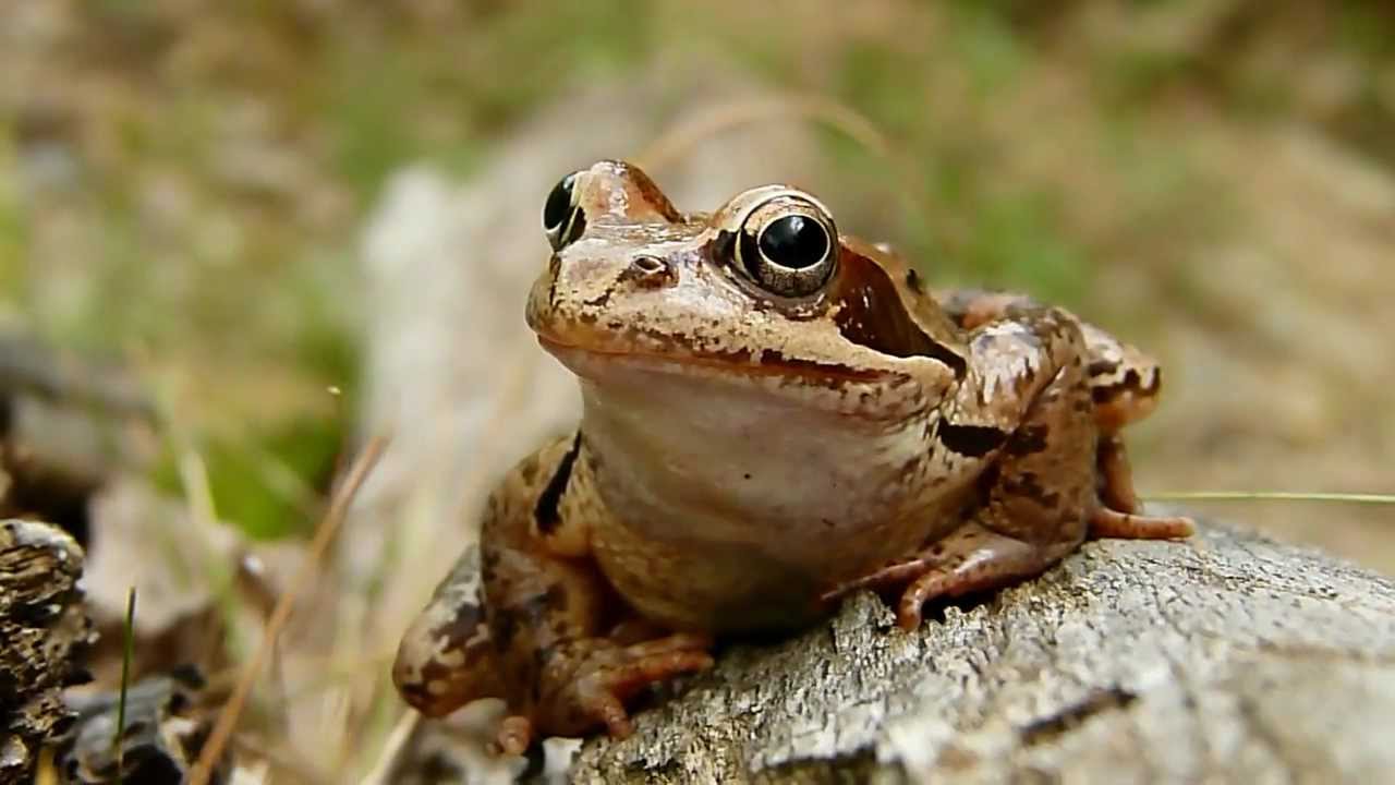 Tudo Sobre a Rã Marrom? Tipos, Fotos e Características