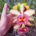 Super Brotar Orquídeas