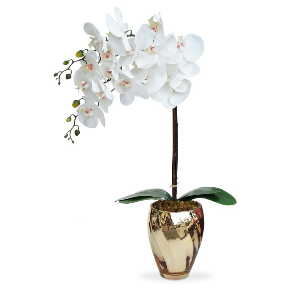 Tamanho Ideal De Vaso Para Orquídeas