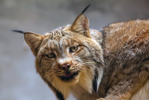 Lince Euroasiático: Fotos, Características e Nome Científico