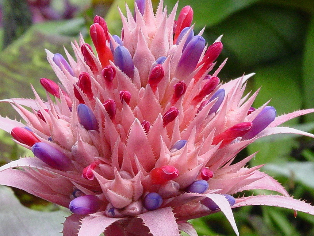 Bromélia Aechmea Fasciata: Fotos, Características e Nome Popular