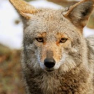 Diferenças Entre Coiote, Lobo e Raposa Vermelha