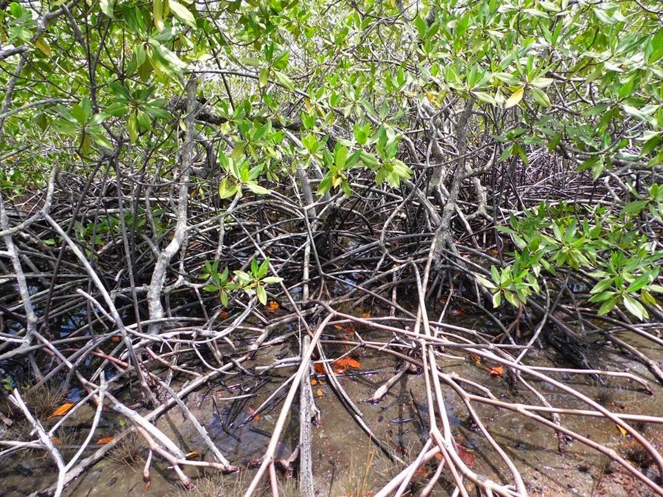Mangue de Botão Conocarpus Erectus: Características