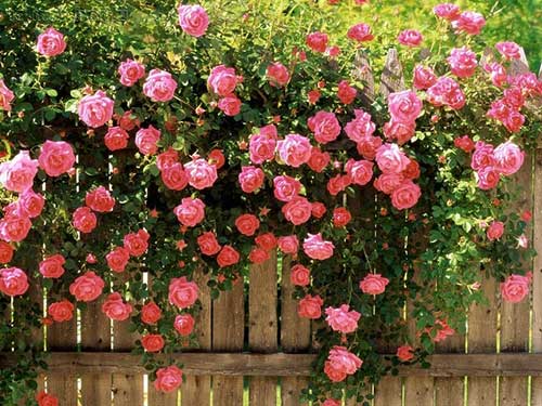 Curiosidades Sobre as Rosas e Fatos Interessantes