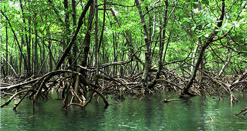 Espécies Endêmicas do Manguezal com Fotos