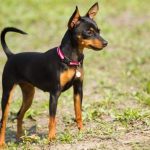Pinscher