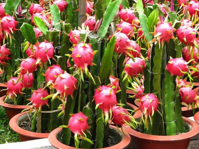 Pragas e Doenças da Pitaya