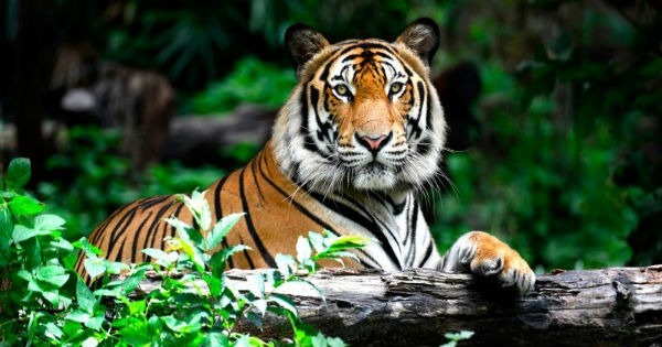 Tudo Sobre Tigres