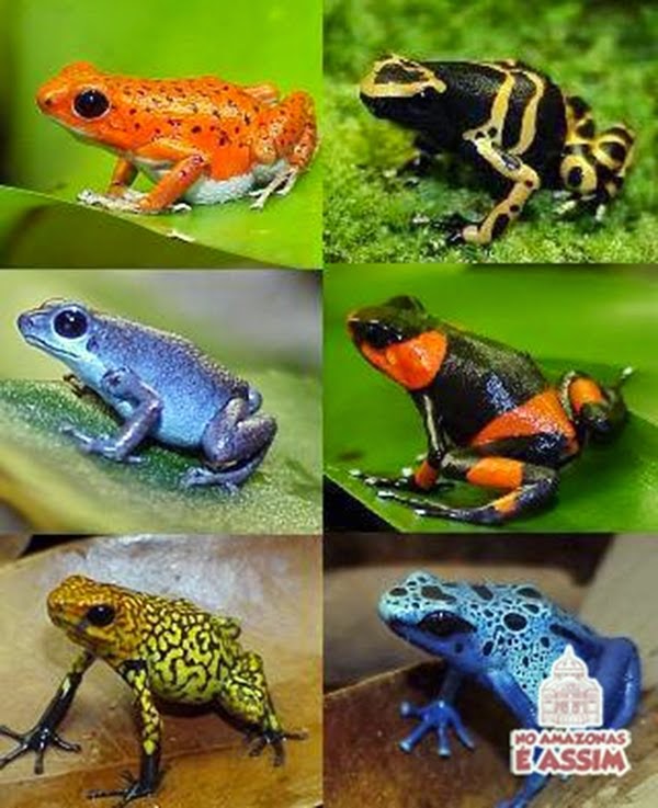 Rãs Venenosas da Amazônia: Como Identificar, Reconhecer e se Prevenir