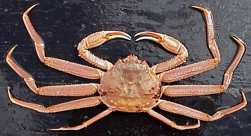 Caranguejo Do Ártico Características