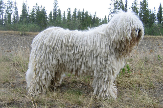 Raças De Cachorro De Grande Porte, Peludos E Dóceis (Com Fotos)