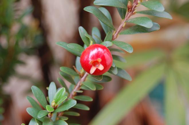 Mini Pitanga Ornamental: Fotos e Características