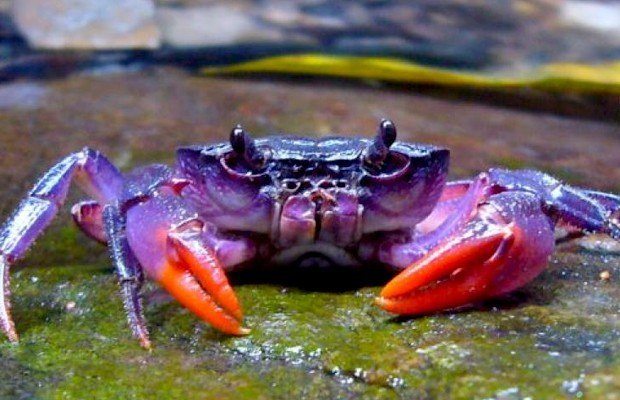 Caranguejo Comprimento, Peso e Tempo de Vida